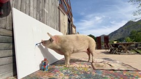 FOTO // Un tablou pictat de un porc s-a vândut cu 20.000 de lire sterline